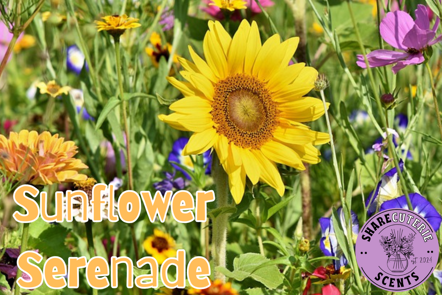 Sunflower Serenade