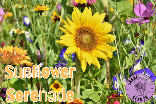 Sunflower Serenade